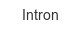 intron