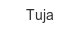 tuja