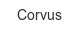 corvus