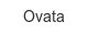 ovata
