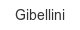 gibellini