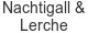 nachtigall-lerche