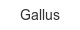 gallus