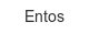 entos