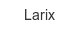 larix