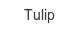 tulip