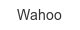 wahoo