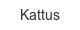kattus