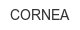 cornea