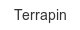 terrapin