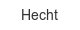 hecht