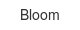 Bloom bloom