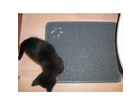 Kater-und-der-vorleger-beim-beschnuppern
