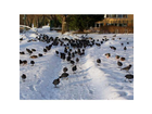 Inselgaeste-im-winter