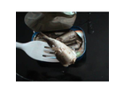Larsen-kieler-sprotten-ein-leckerer-fisch-auf-meiner-gabel