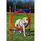 Trixie-agility-ring