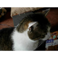 Kater-murphy-mit-den-kaustangen