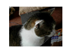Kater-murphy-mit-den-kaustangen