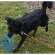 Trixie-dog-activity-disc