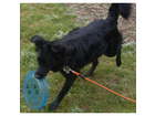 Trixie-dog-activity-disc