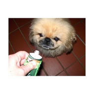 Hundi-und-wurst