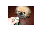 Hundi-und-wurst