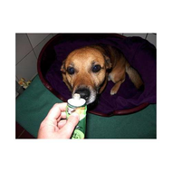 Hundi-und-wurst
