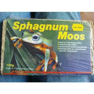 Lucky-reptile-sphagnum-moos