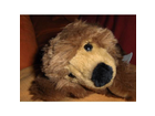 Steiff-urs-liegend-2