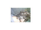 So-sah-der-schaum-des-shampoos-aus