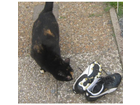 Der-schuh-katty-will-auch-puma-schuhe-haben