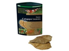 Dennerle-nano-catappa-leaves