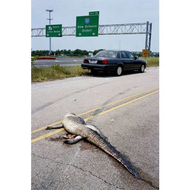 Verkehrsunfall-mit-krokodil