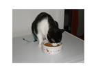 Beim-anfuellen-ist-mein-scheff-kater-felix-der-erst-beim-verkosten