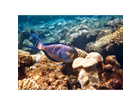 Viele-bunte-fische
