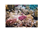 Bunte-korallenriffe