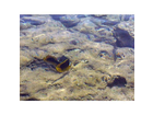 Fische-beim-schnorcheln