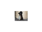 Die-pinguine-sind-da
