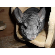 Plueschpopo