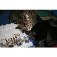 Der-hund-moechte-auch-mit-machen