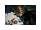 Der-hund-moechte-auch-mit-machen