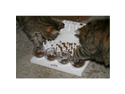 Gizmo-und-jamie-am-fun-board