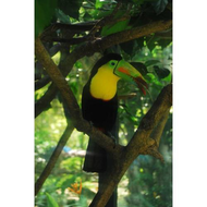 Ein-wunderschoener-vogel