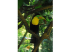 Ein-wunderschoener-vogel