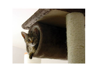 Unsere-katze-vor-einem-jahr