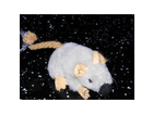 Trixie-plueschmaus-mit-catnip