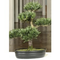 Kunstpflanze-bonsai