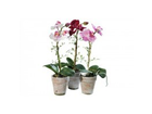 Kunstpflanze-orchidee