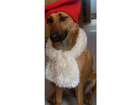Mein-brauner-hund
