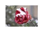 Weihnachtsrose-heute-der-erste-schnee-im-garten-bis-jetzt-gabs-bluehende-pracht